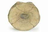 Fossil Ichthyosaur (Brachypterygius) Vertebra - England #351050-2